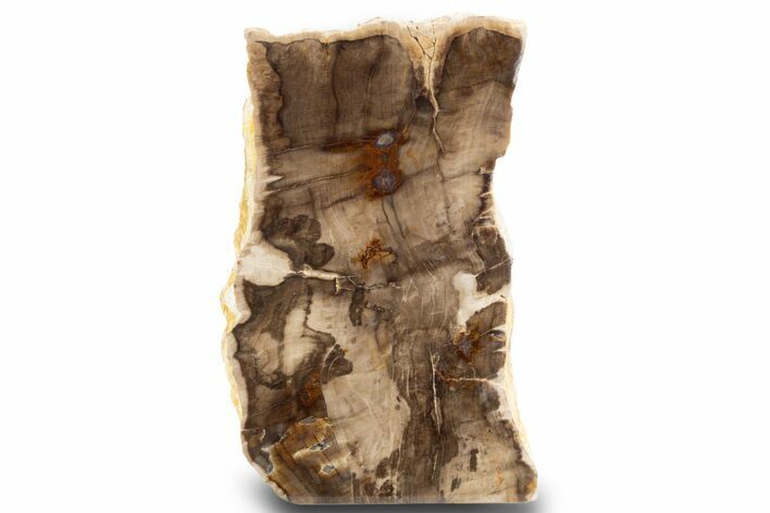 Polished, Petrified Wood (Metasequoia) Stand Up - Oregon #302962